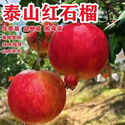 泰山红石榴树苗嫁接果树苗庭院盆栽南北方种植带优质苗基地直销
