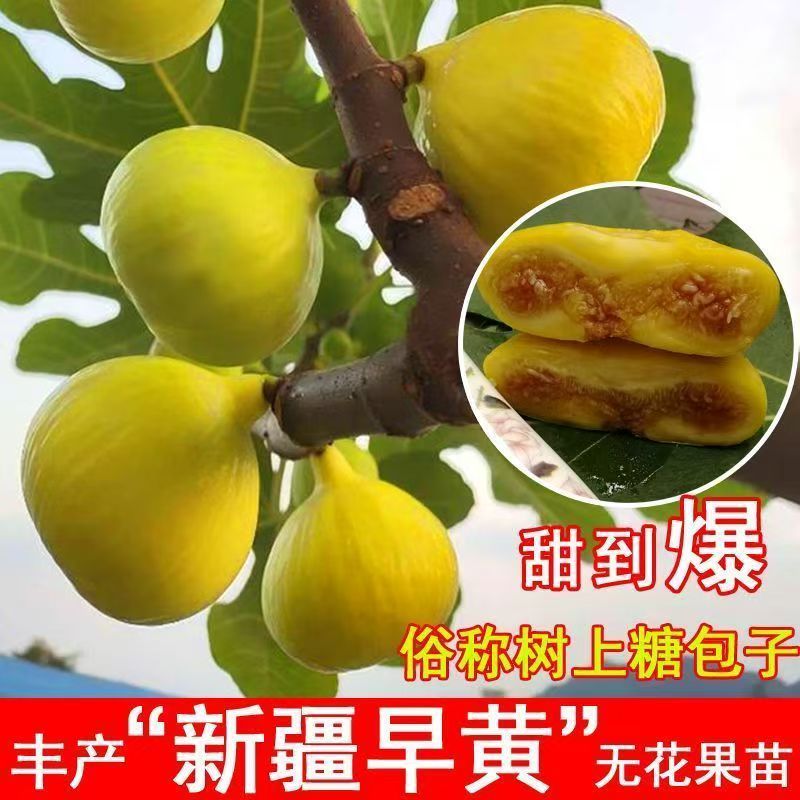 特大新疆早黄嫁接无花果树苗当年结果带果发货春秋冬种植果树苗