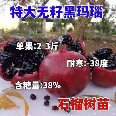 特大无籽黑玛瑙石榴树苗嫁接苗盆栽庭院种植含糖量38%耐寒38度