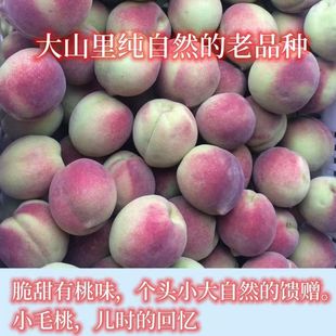 山东沂蒙山小冬桃正宗嫁接桃树苗晚熟脆甜耐寒盆栽地栽