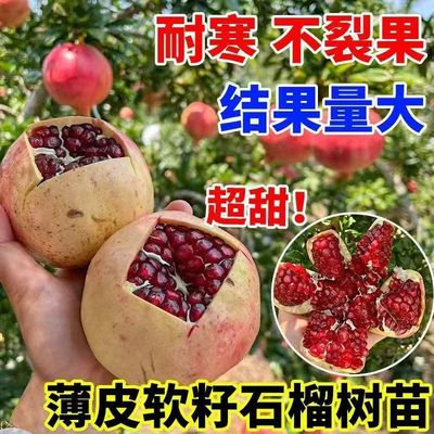 薄皮突尼斯软籽石榴树苗嫁接果树苗庭院盆栽当年结果耐寒大苗