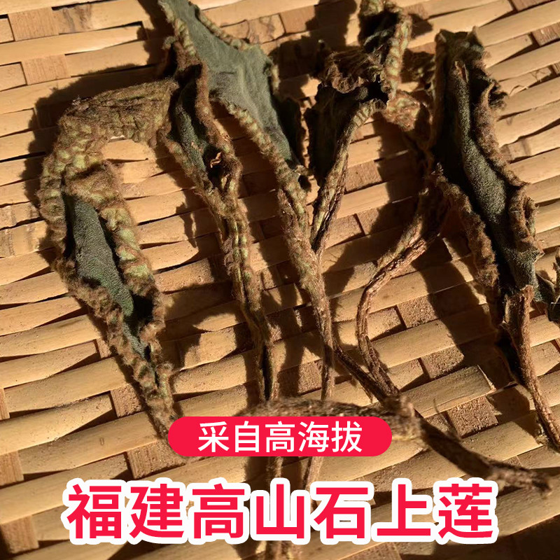 福建高山野生石上莲软肝草纯叶子500克包邮