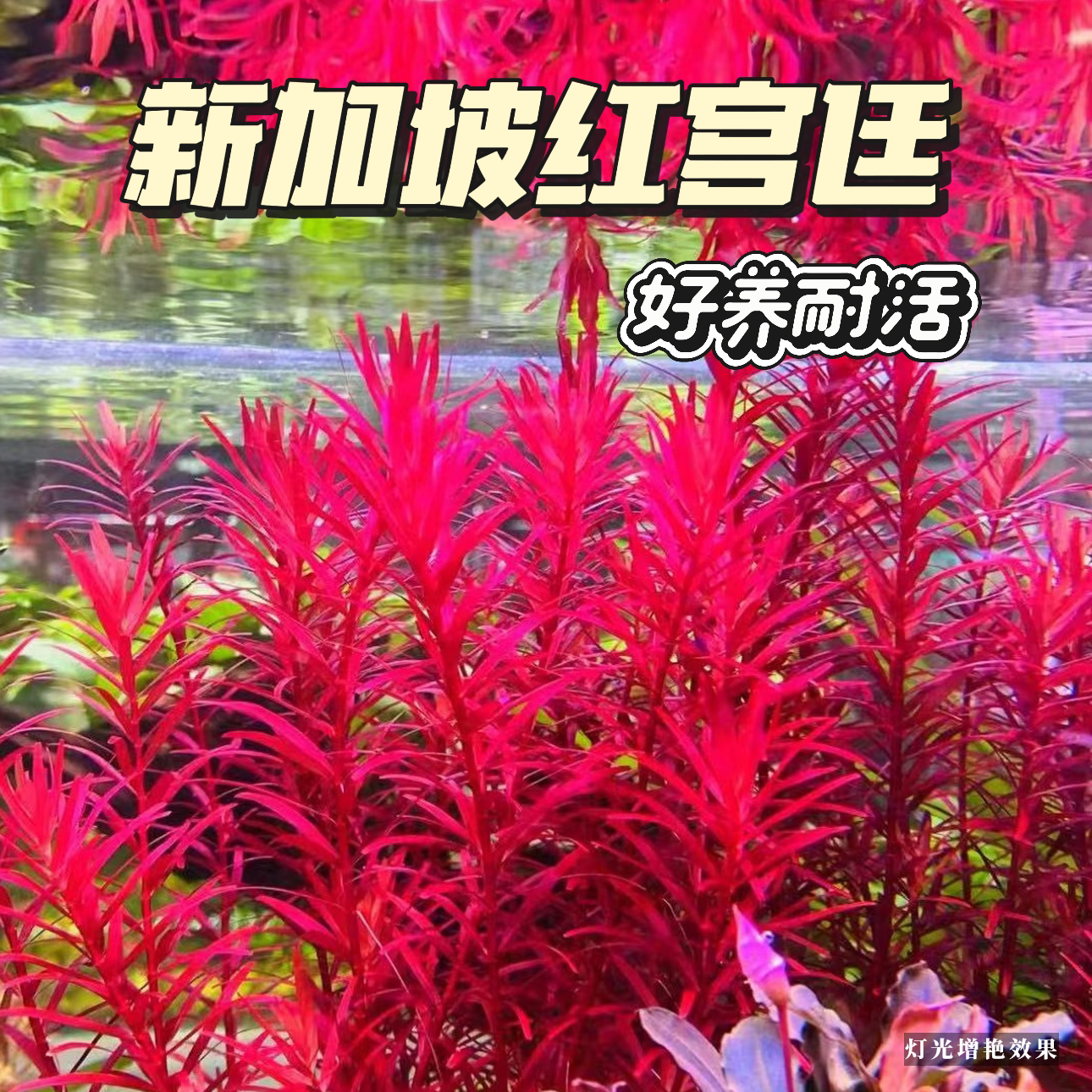 新加坡红宫廷懒人活体水草易活鱼缸造景后景草