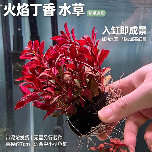 火焰丁香新手懒人好养活