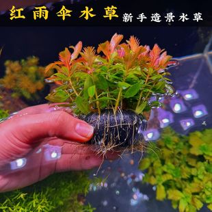 红雨伞水草新手懒人好养的造景水草净水增氧水下叶根系发达