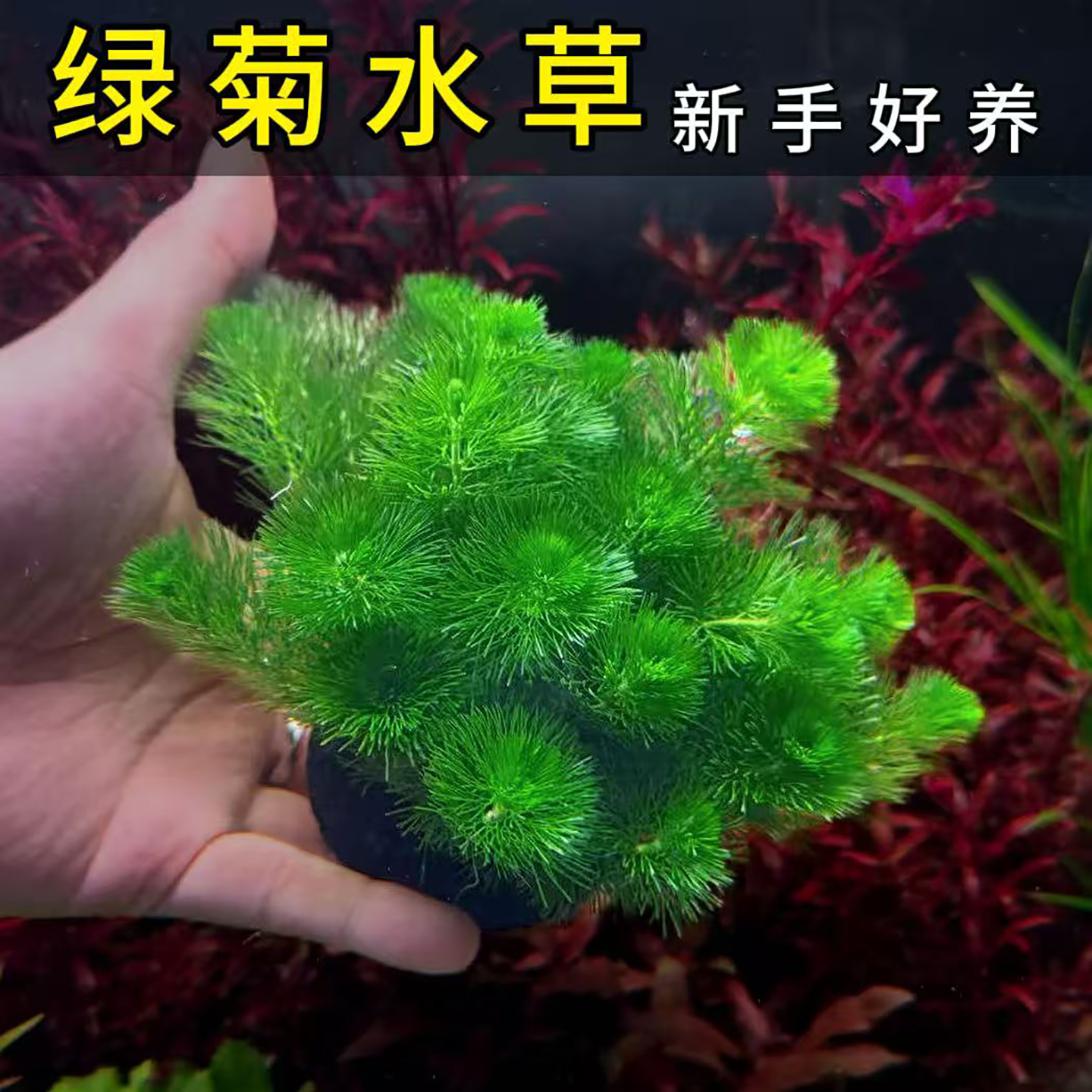 绿菊水草沉水型鱼缸造景真草新手好养净化水质淡水植物