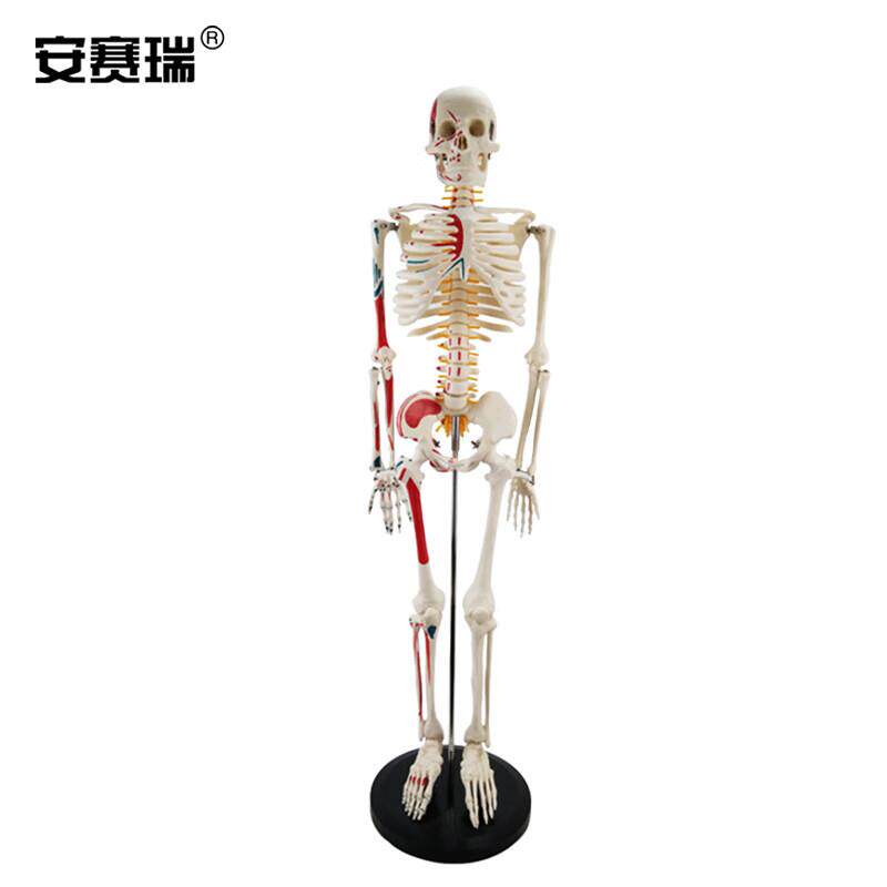 安赛瑞人体骨骼模型人体骨架模型带半边肌肉教学骨科疼痛科可拆卸