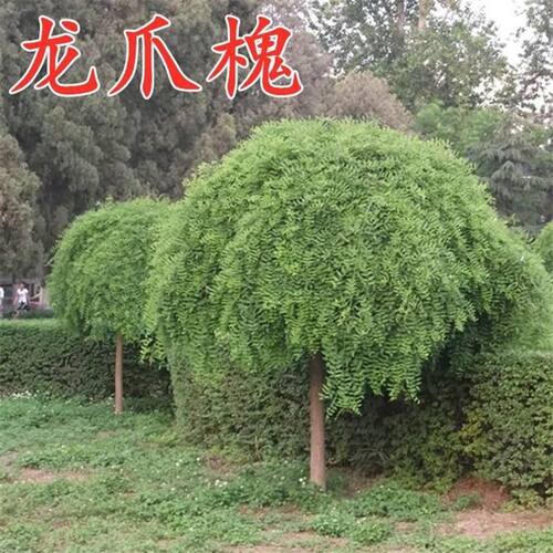 龙爪槐树苗镇宅树庭院别墅绿化苗木地栽盆栽垂槐耐冻观赏风水植物
