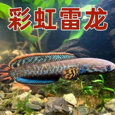 七彩雷龙鱼观赏鱼冷水鱼龙鱼凶猛彩虹雷龙淡水活体雷龙鱼