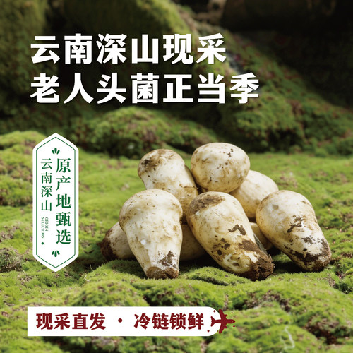 云南高山新鲜老人头菌肉质细腻