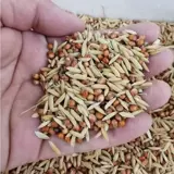 Смешанный рис, голуби, кормившие сорго, кормящие цыплят без кукурузных шлаков, питательный пищевой пищевой голуб