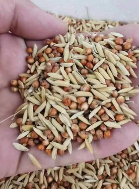 稻谷高粱混合喂鸽子喂鸡无玉米渣糁杂高梁营养鸽粮食保健砂观赏鸽