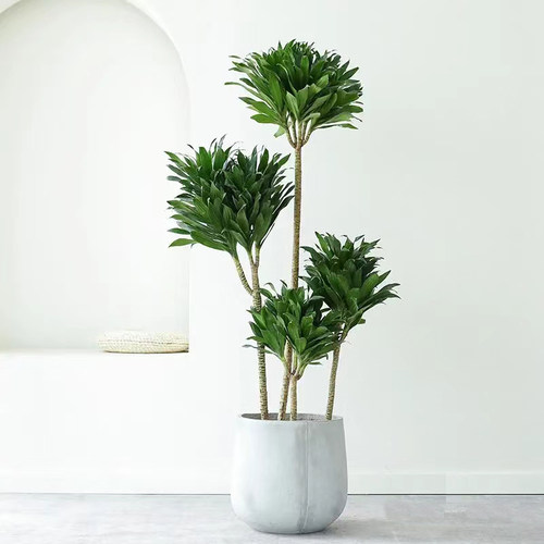 网红绿植老桩造型耐阴好养四季