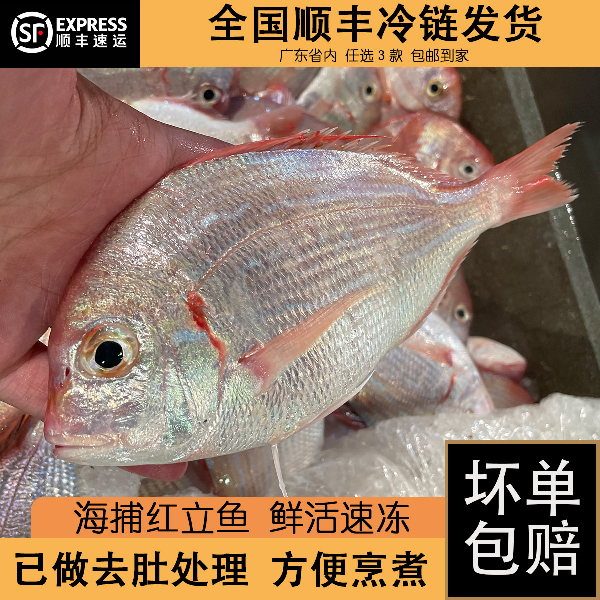 红立鱼赤棕鱼波立鱼新鲜潮汕赤涩鱼冷冻海鲜水产红伴鱼深海捕海鱼
