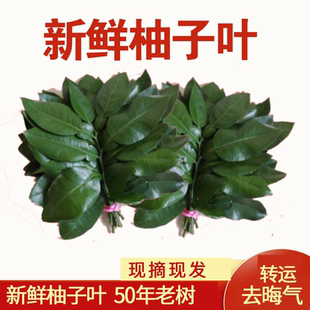 去晦气专用柚子叶新鲜专用碌柚带枝叶子树叶祈福开运青团