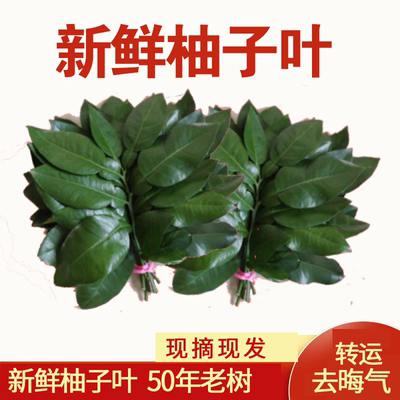 去晦气专用柚子叶新鲜专用碌柚带枝叶子树叶祈福开运青团