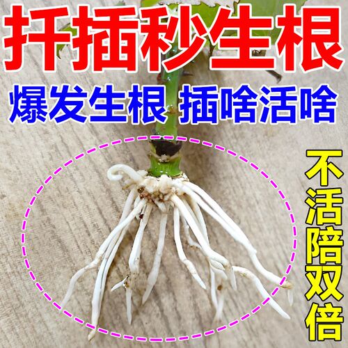 扦插必活液快速生根液玫瑰扦插移栽育壮苗生根剂植物通用液肥强力