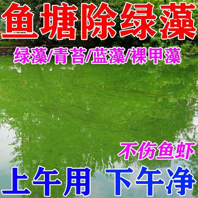 鱼池除藻去苔剂鱼塘净水除绿水碱油膜青苔褐蓝藻分解酶消毒杀菌药