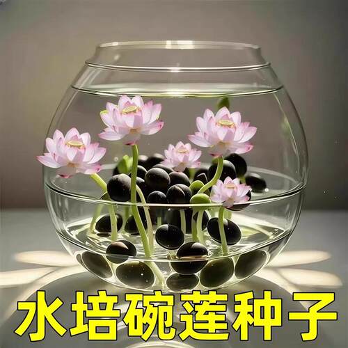 水培碗莲种籽子四季睡莲荷花水养植物种藕缸养盆栽铜钱草草籽种孑