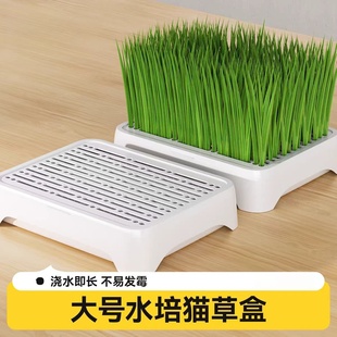 不吃可退 无土水培猫草盆栽去化毛球懒人种植猫草种子育苗盘