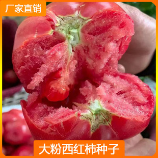 老品种大粉西红柿种子毛粉柿子菜籽四季简单播种