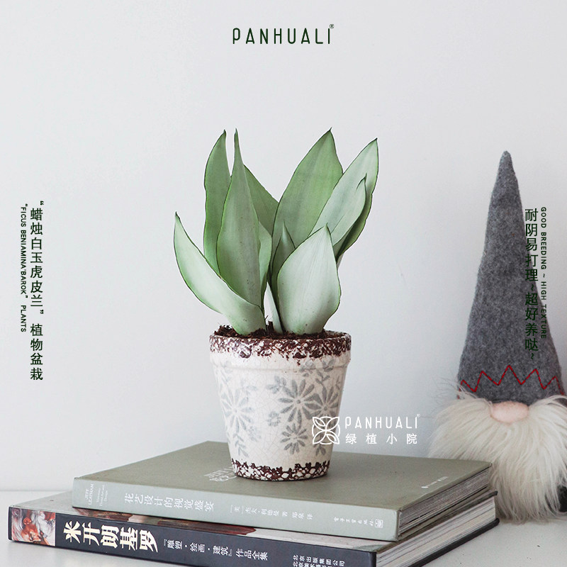 白玉虎皮兰植物室内桌面小盆栽
