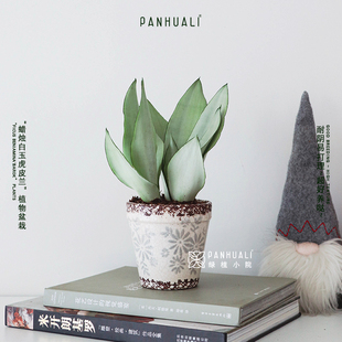 白玉虎皮兰植物室内桌面阳台小盆栽绿植 四季常绿好养易打理