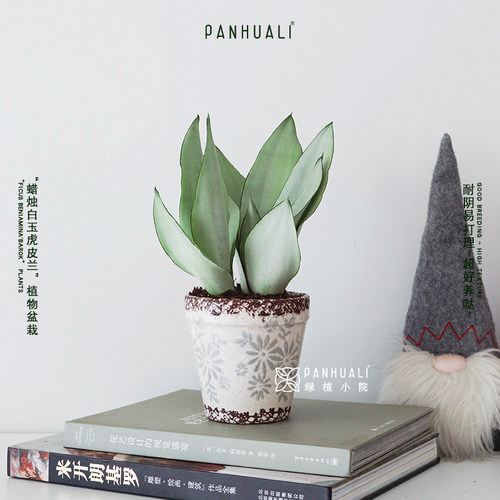 白玉虎皮兰植物室内桌面小盆栽