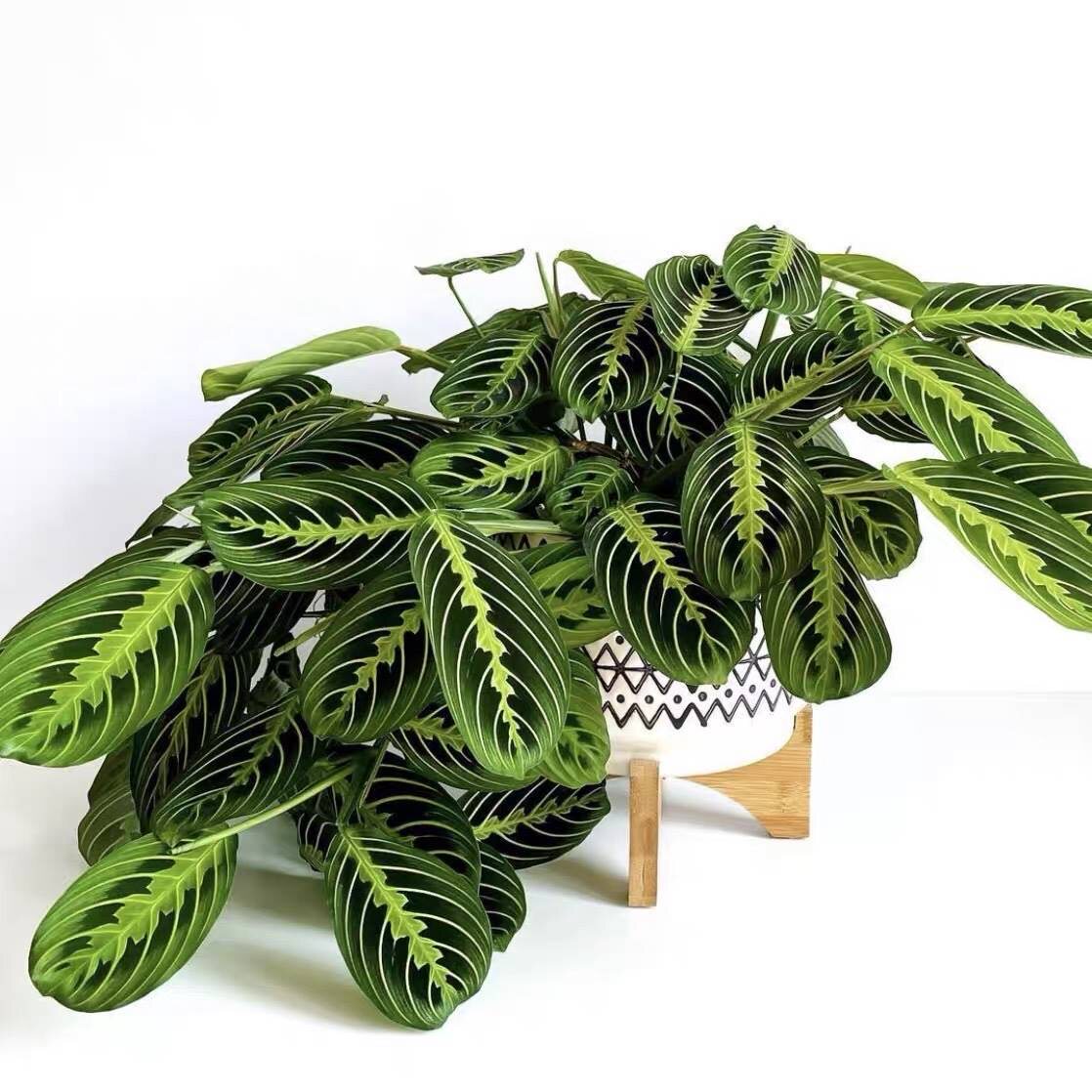 叶蝉竹芋红脉豹纹垂吊花卉网红进口红蜻蜓大苗 观叶室内盆栽