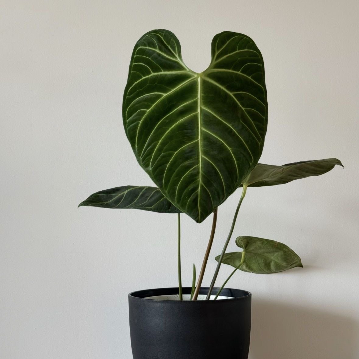 帝王花烛大叶克莱恩室内入门热植桌面撕裂纹阳台盾叶植物ins风图片
