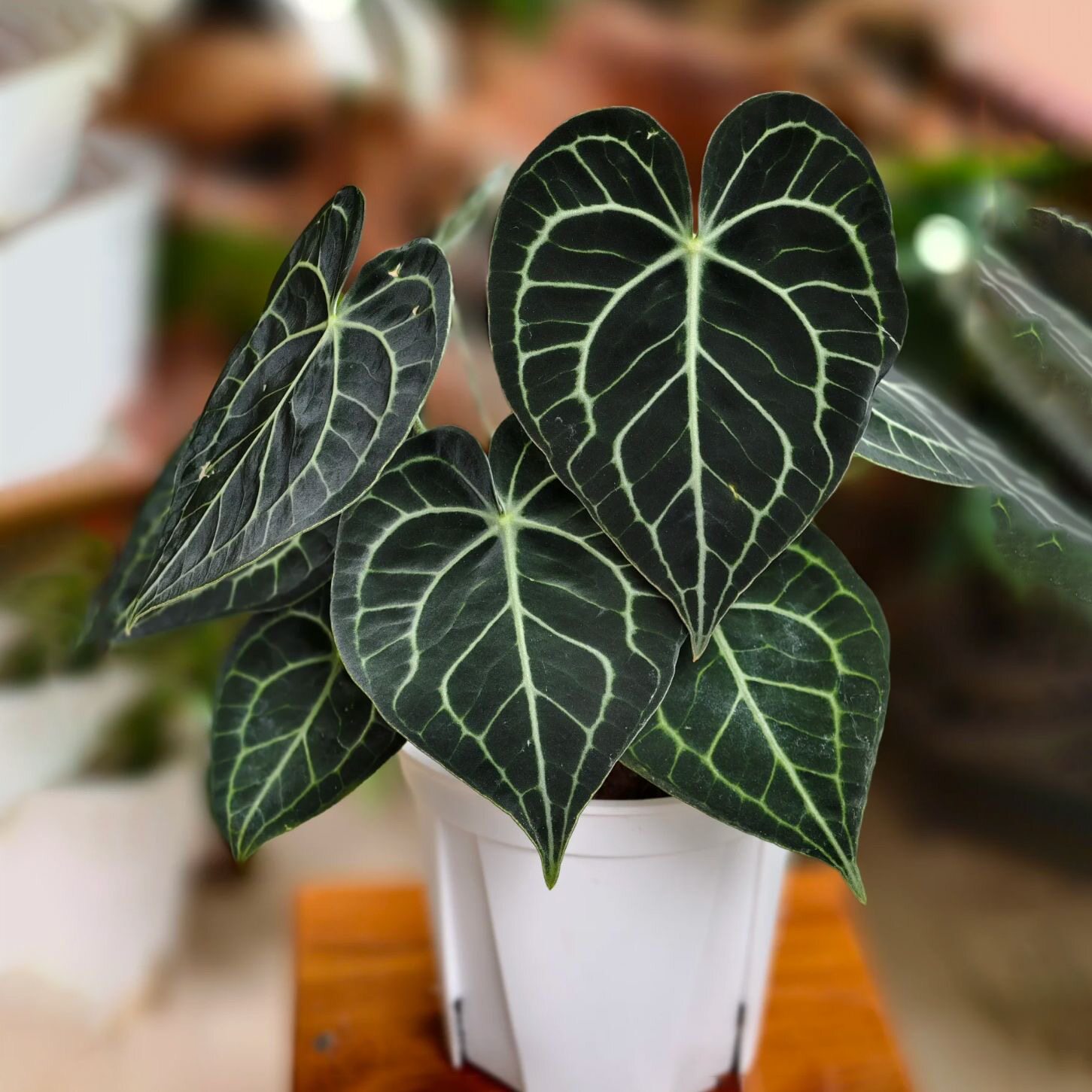 克莱恩花烛桌面绿植银刷子帝王花烛入门水晶花烛盆栽热带网红植物图片