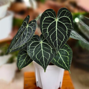 克莱恩花烛桌面绿植银刷子帝王花烛入门水晶花烛盆栽热带网红植物