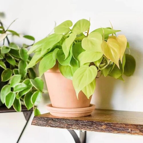 心形柠檬汁蔓绿绒爬藤垂吊植物北欧ins办公室内客厅绿植花卉盆栽