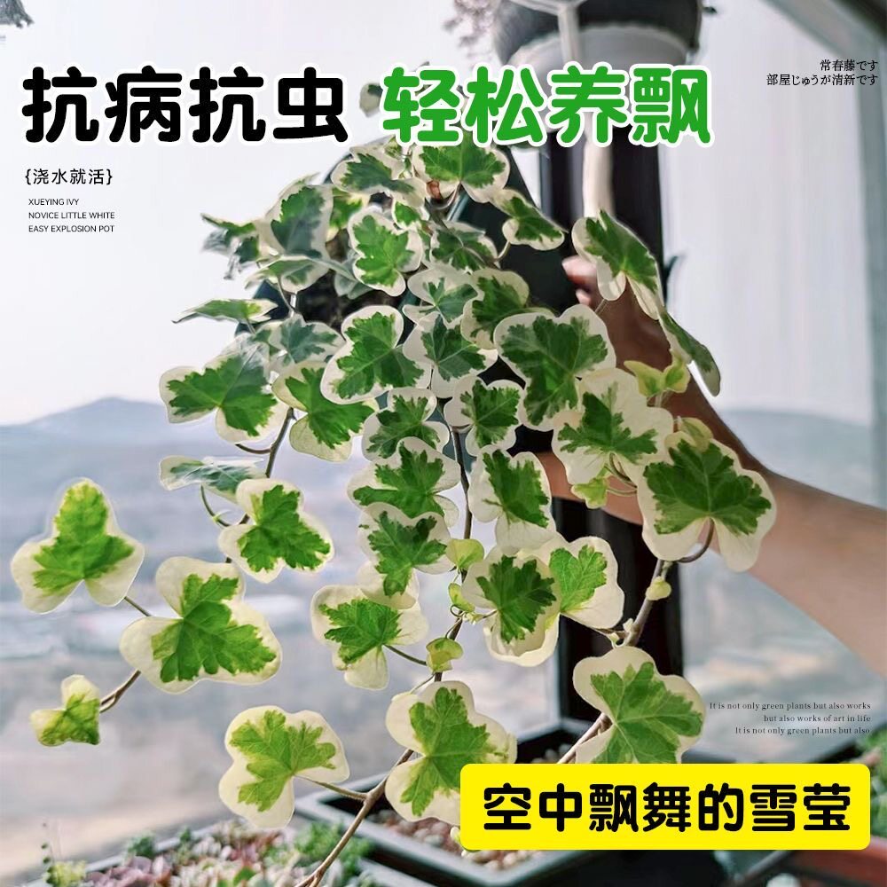 日本雪莹常春藤盆栽 绿植室内客厅好养耐阴净化空气容易观叶植物图片