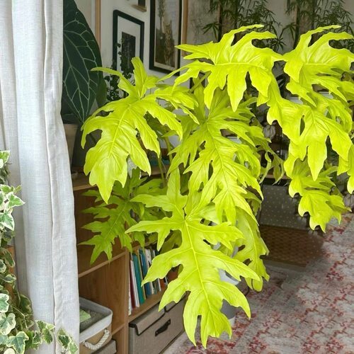 黄金春羽蔓绿绒瓦塞维奇龙鳞黄金春雨稀有植物ins网红绿植盆栽