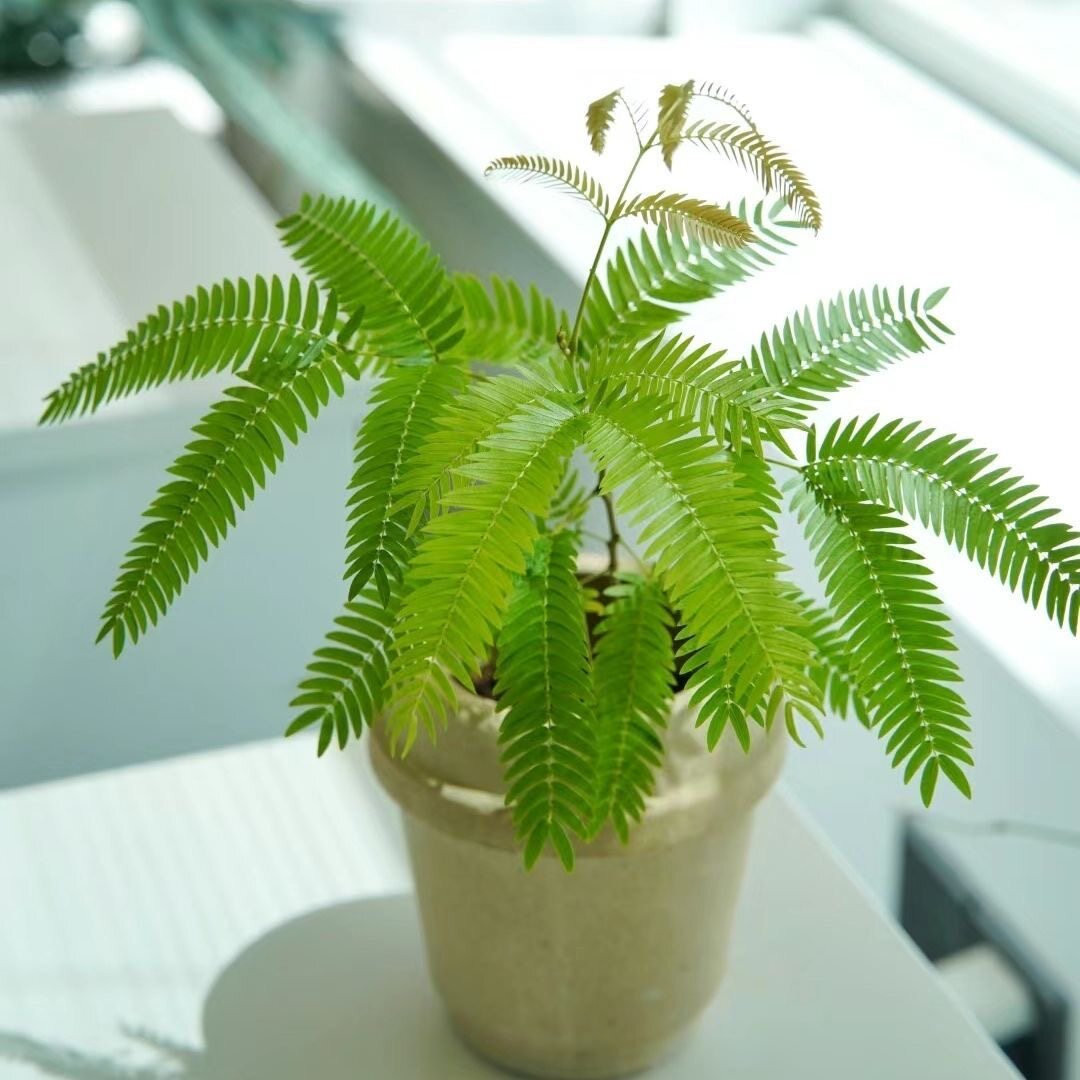 网红密叶猴耳环盆栽室内观叶好养绿植热植办公桌面盆栽阳台耐活图片