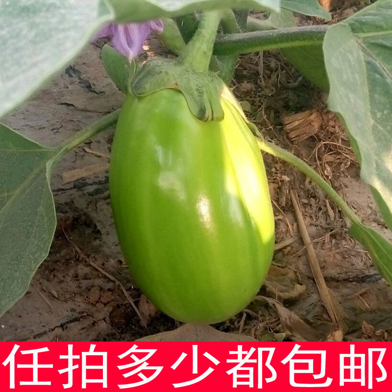 5袋 绿茄种子青茄子种子阳台庭院大田盆栽四季种植 蔬菜种籽菜籽