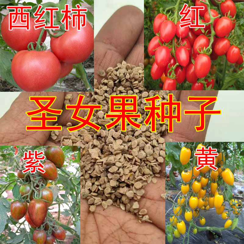 西红柿种子番茄籽 圣女果种籽小西红柿紫红黄 蔬菜菜籽菜子春秋种