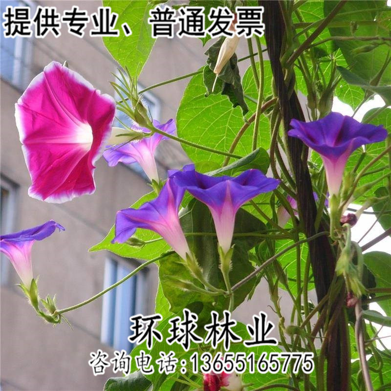 牵牛花种子室外喇叭花爬藤