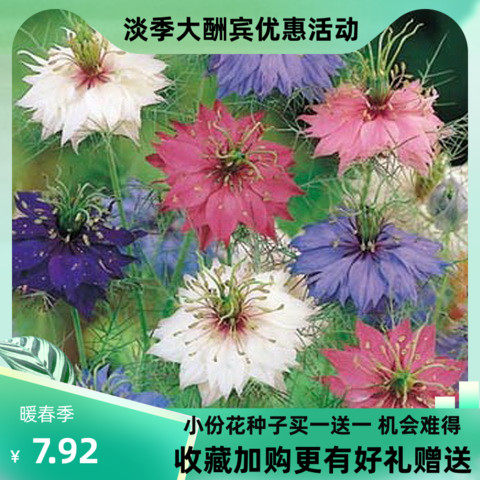 黑种草种子混色香草波斯宝石黑子草阳台盆栽植物景观花海四季花籽