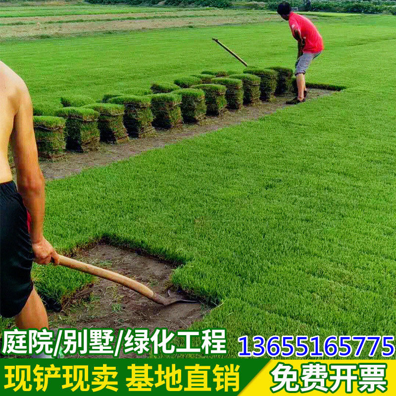 百慕大不开花草皮真草坪四季青
