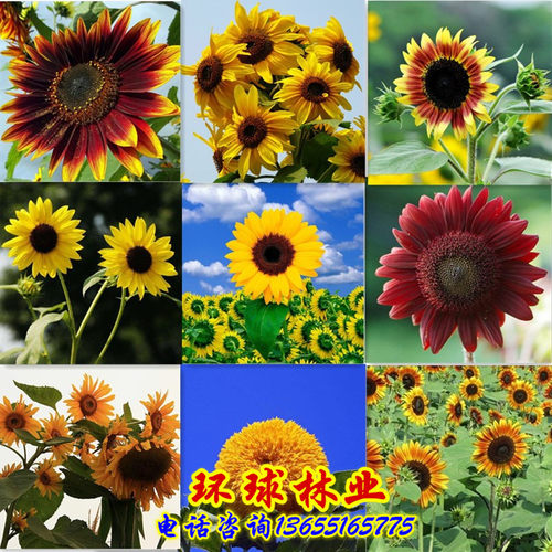 食用室内阳台植物向日葵种子包邮