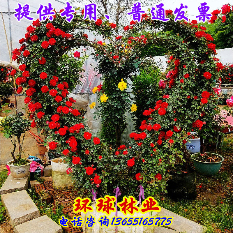 藤本蔷薇花月季大苗庭院