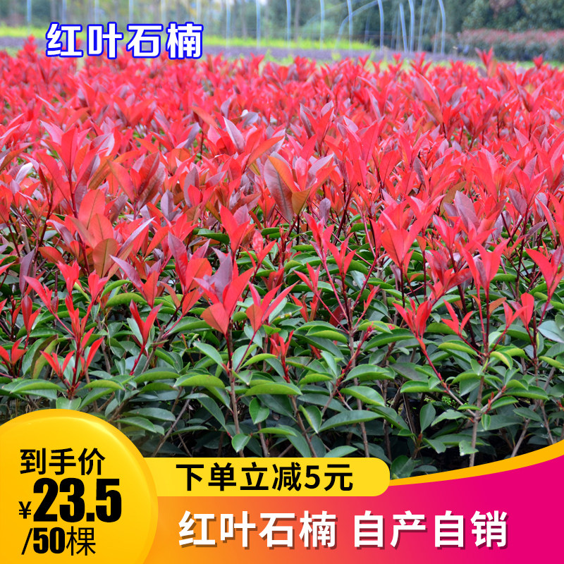 苗木四季常青植物火焰红园林绿化