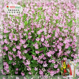 常用矮雪轮种子高雪轮种子蝇子草种子大蔓樱草种子庭院园林观赏