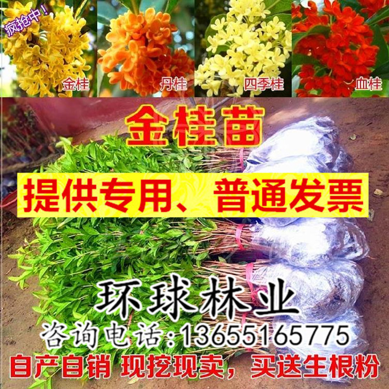 桂花树苗盆栽四季常青天香台阁