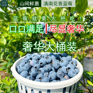 滇南高山花香蓝莓 奢华大桶装 新鲜现摘 孕妈妈宝宝最爱顺丰空运