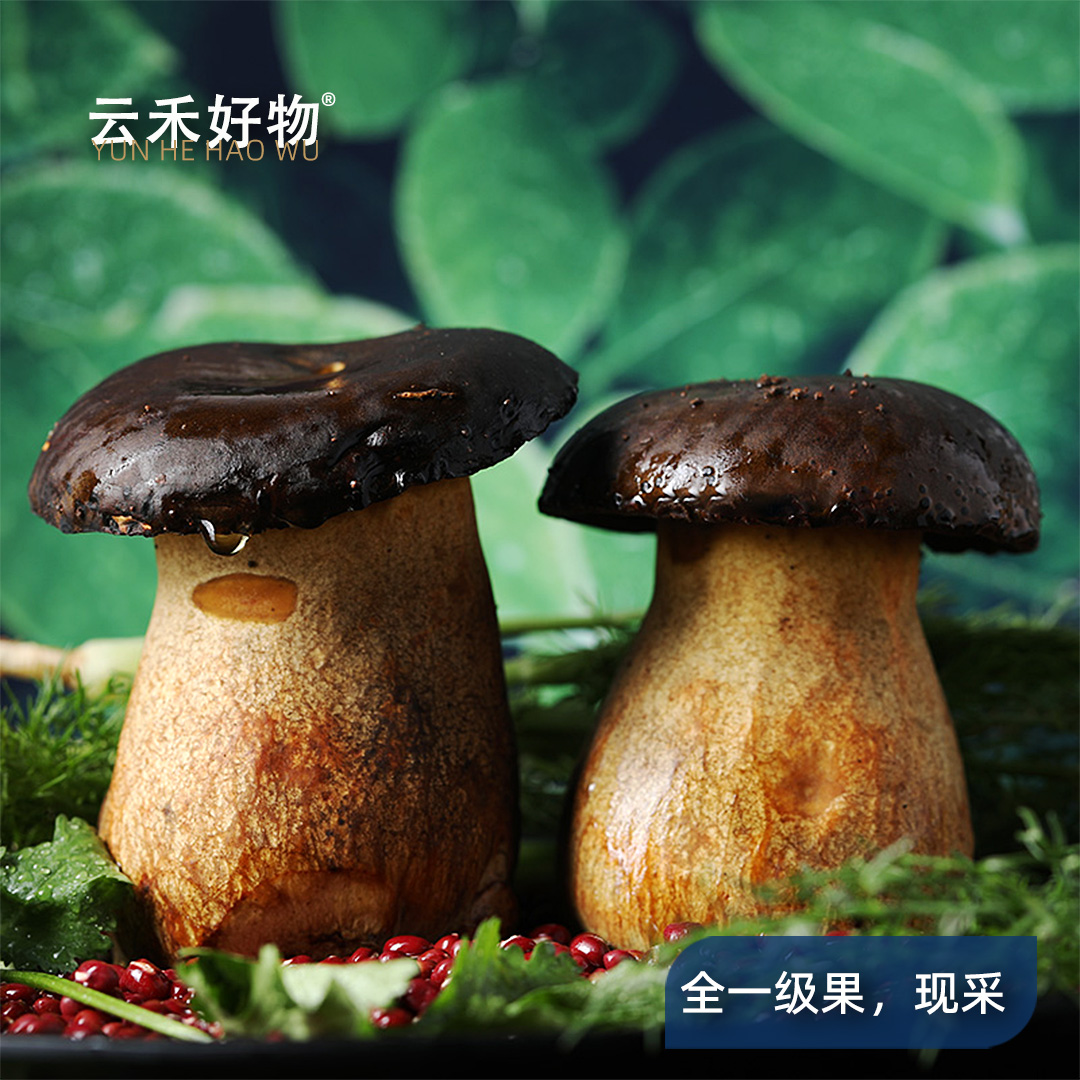 精品牛肝菌新鲜黑牛肝菌美味鲜牛干仿野生云南特产菌菇蘑菇见手青