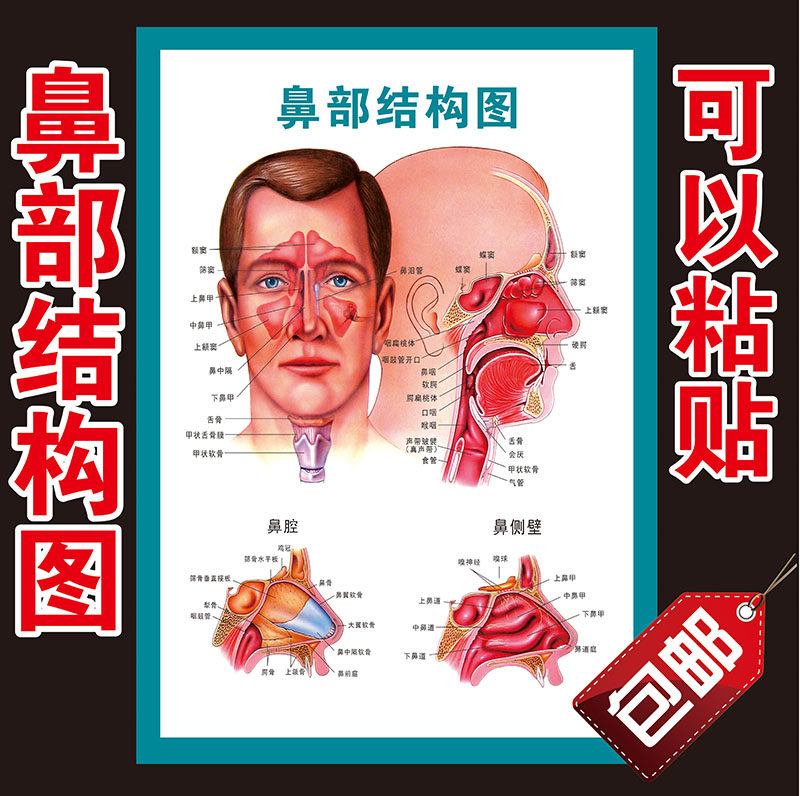 鼻腔结构图解剖挂图耳鼻喉科医院医用知识海报 鼻部健康护理展板