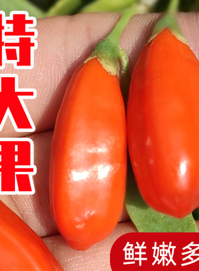 头茬新鲜枸杞子鲜果宁夏正宗苟杞现摘构杞即食大颗粒礼盒500g